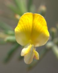 Aspalathus rigidifolia