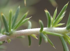 Aspalathus rigidifolia
