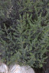 Aspalathus rigidifolia