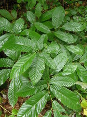 Castanea sativa