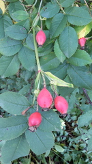 Rosa marginata
