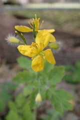 Chelidonium majus