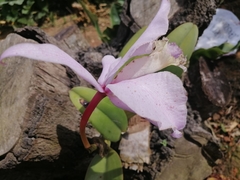 Cattleya trianae