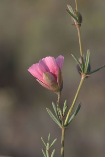 Pink Twinleaf (Roepera rogersii)