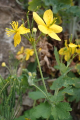 Chelidonium majus