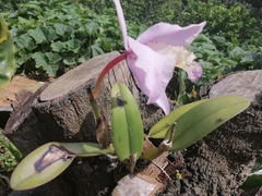 Cattleya trianae