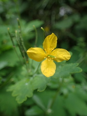 Chelidonium majus