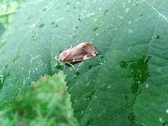 Cosmia diffinis