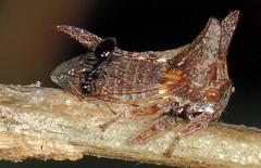 Oxyrhachis