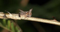 Oxyrhachis