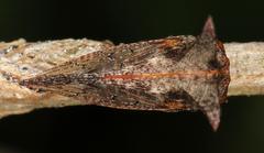 Oxyrhachis