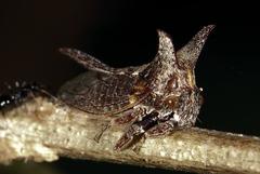 Oxyrhachis