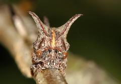 Oxyrhachis