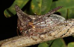 Oxyrhachis