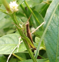 Oxya japonica