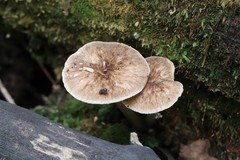 Pluteus umbrosoides
