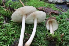 Pluteus umbrosoides