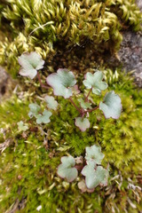 Cymbalaria muralis