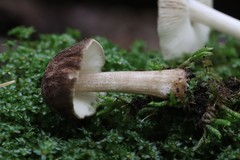 Pluteus umbrosoides