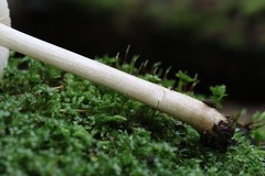 Pluteus umbrosoides