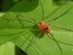 Leiobunum politum