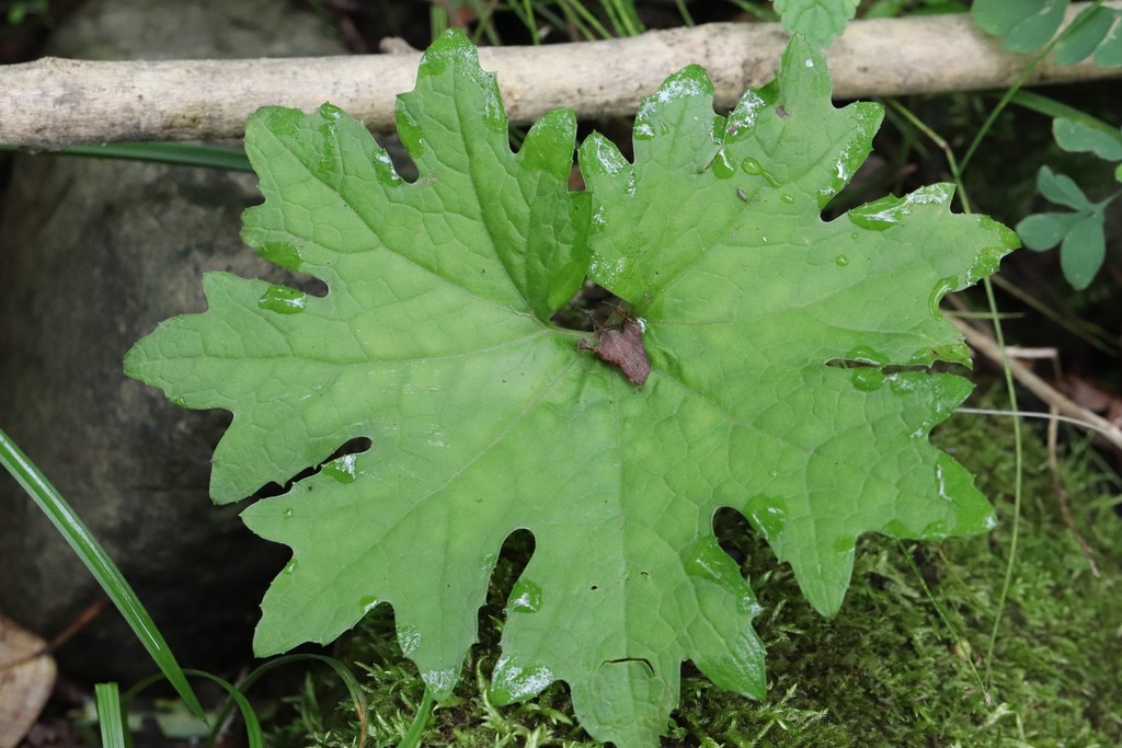 Petasites tatewakianus; photograph (c) Nina Filippova, some rights reserved (CC BY)