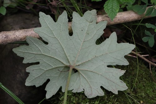 Petasites tatewakianus, photograph 6