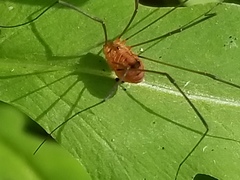 Leiobunum politum