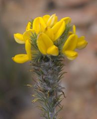 Aspalathus shawii shawii