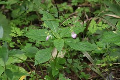Impatiens furcillata
