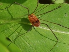 Leiobunum politum