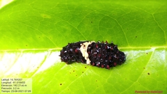 Mimoides ilus branchus