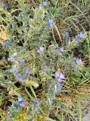 Echium vulgare