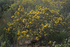 Aspalathus shawii shawii