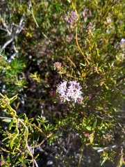 Agathosma cerefolium