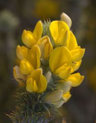 Aspalathus shawii shawii