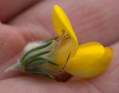 Aspalathus shawii shawii