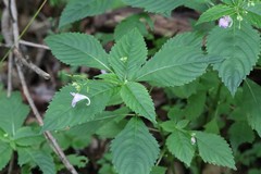 Impatiens furcillata