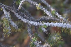 Aspalathus shawii shawii