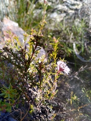 Agathosma cerefolium