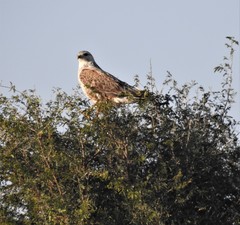 Buteo rufinus