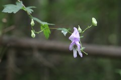 Aconitum sczukinii