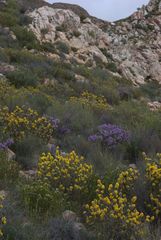 Aspalathus shawii shawii