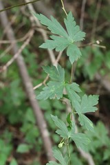 Aconitum sczukinii