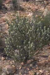 Aspalathus shawii shawii