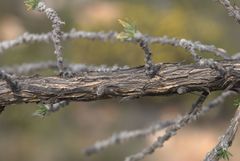 Aspalathus shawii shawii