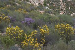 Aspalathus shawii shawii