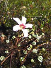 Oxalis oculifera