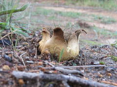 Scleroderma flavidum