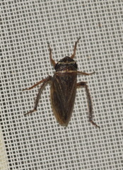 Aphrodes makarovi
